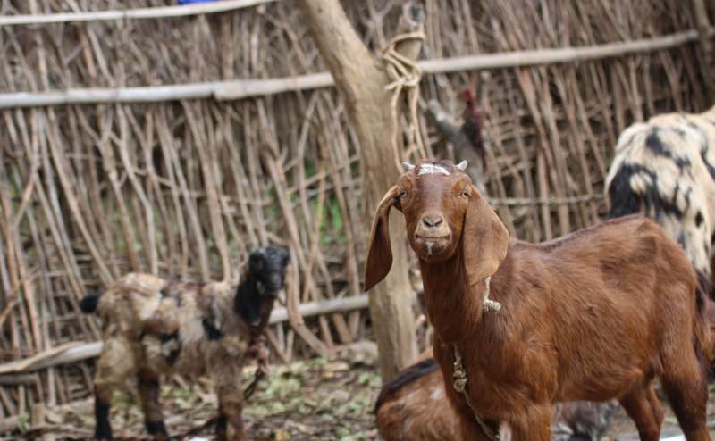 Village Life Improvement : Goat Project